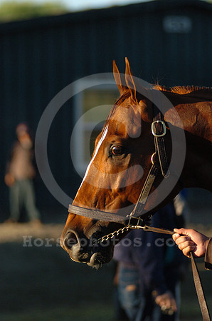 curlin_579_hr