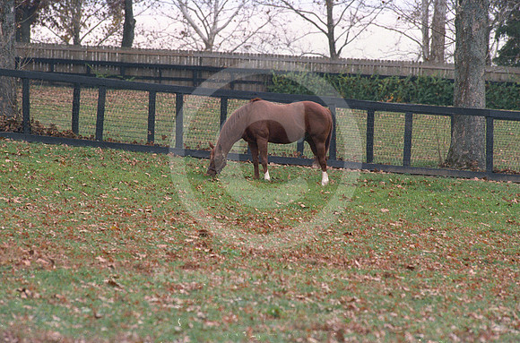 secretariat16