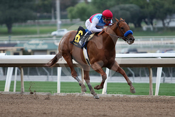 taiba15