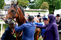 Almeraq991ROYAL_ASCOT