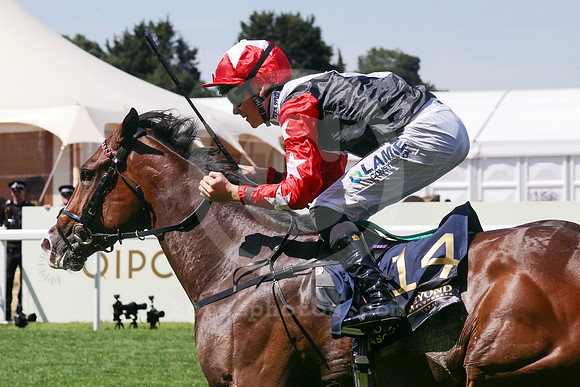 Libertango506ROYAL_ASCOT