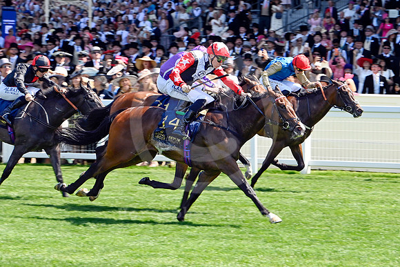 Libertango900ROYAL_ASCOT