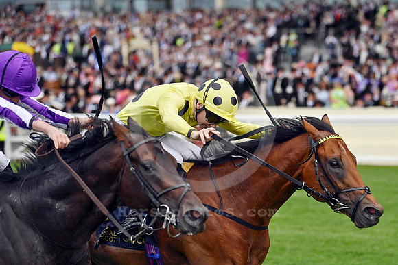 Bow EchoC914ROYAL_ASCOT