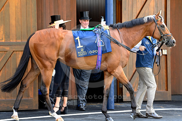 Great Barrier Reef 911ROYAL_ASCOT