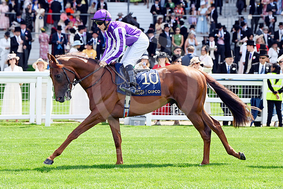 Great Barrier Reef904ROYAL_ASCOT