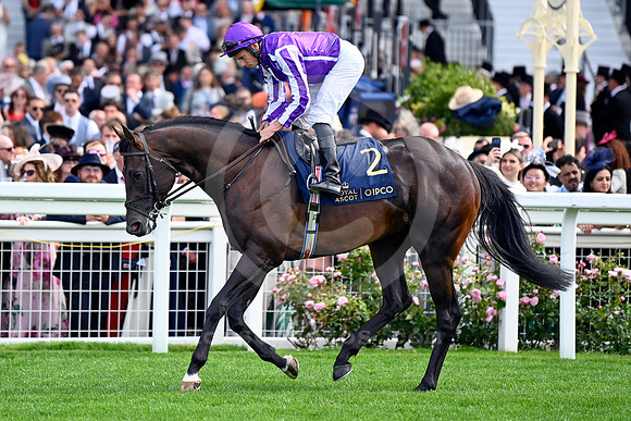 Great Barrier Reef 912ROYAL_ASCOT