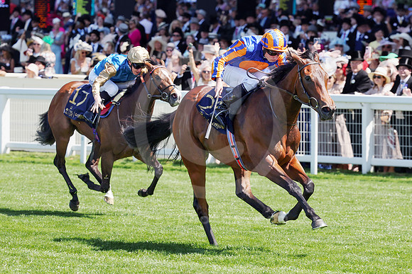 True_love_ROYAL_ASCOT