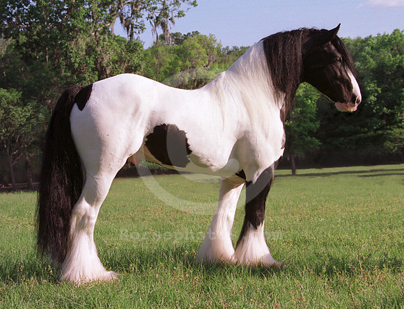 breeds39_mb