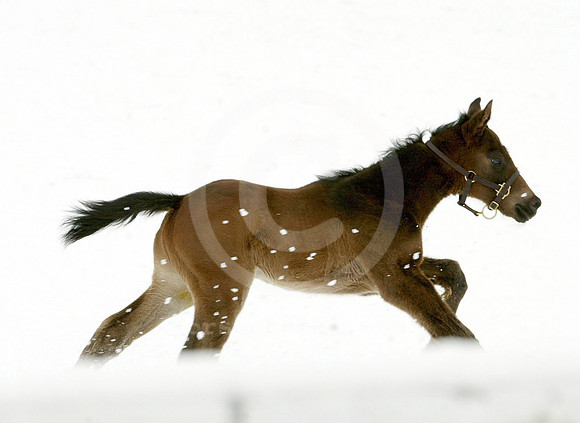 foal141