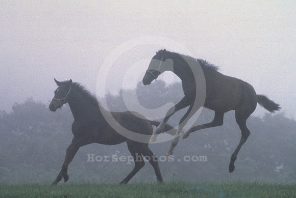 Foals001
