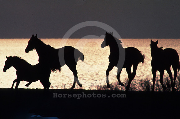 horses_sillouetted_water01