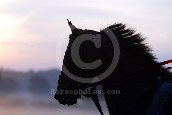 horse_head01_mjm