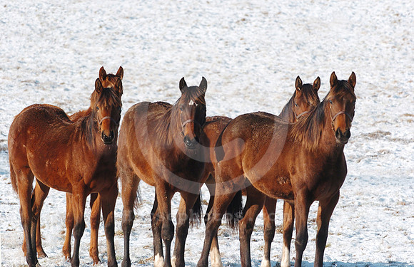 horses_snow04_hr