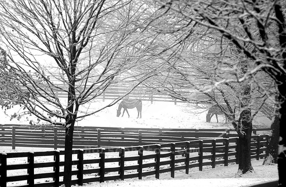 horsesinsnow_05