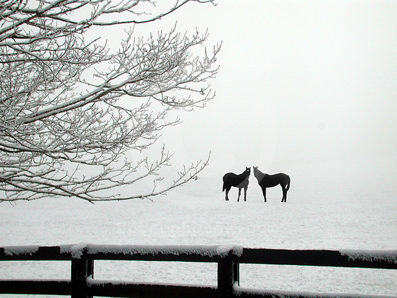 horsesinsnow09_hr