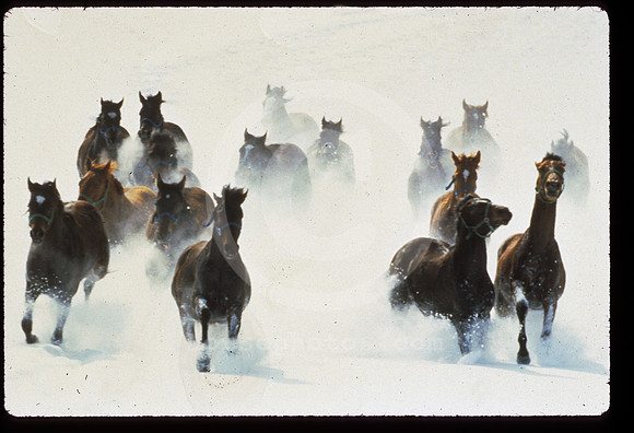 horsesinsnow43_