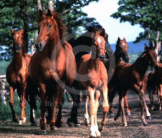 Horsesrunning01