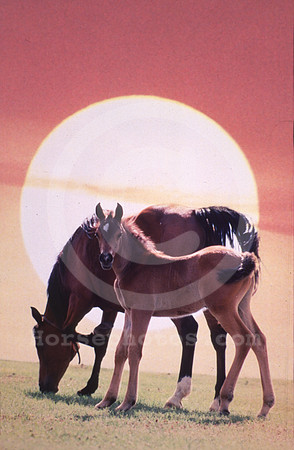 mareandfoal01_mb