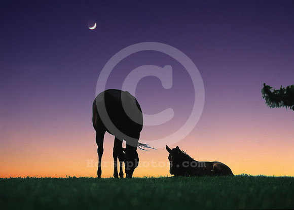 mareandfoal127_mb