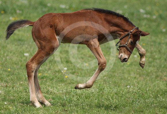 mareandfoal516_ev