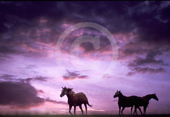 mareandfoal133_mb