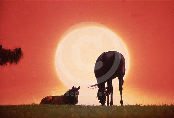 mareandfoal_sunset01