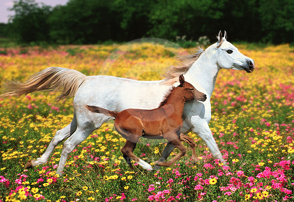mareandfoal1500