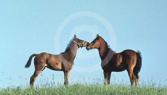mareandfoal161