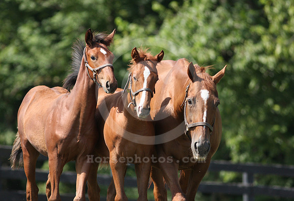 mareandfoal626_ev