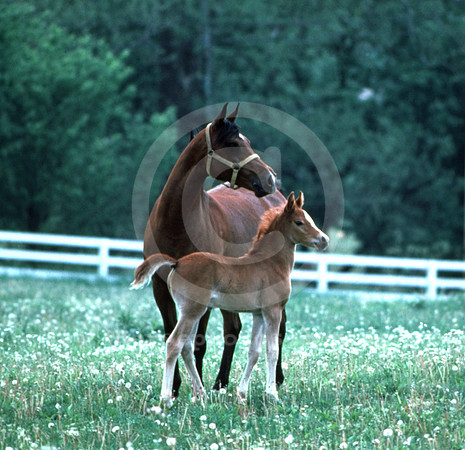 mareandfoal_hr