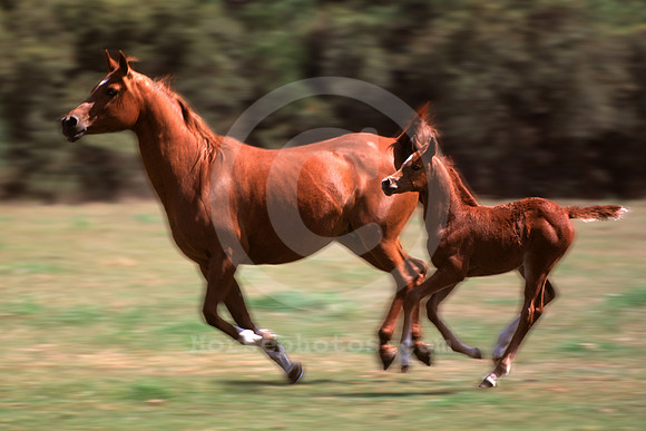 Ro M&F chestnut run blur
