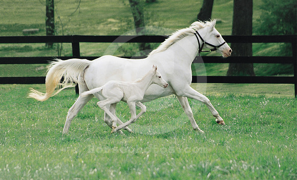 whitemare&foal