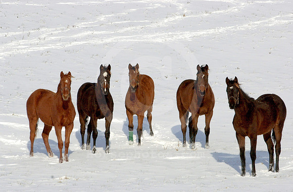 yearlings_snow01_mjm