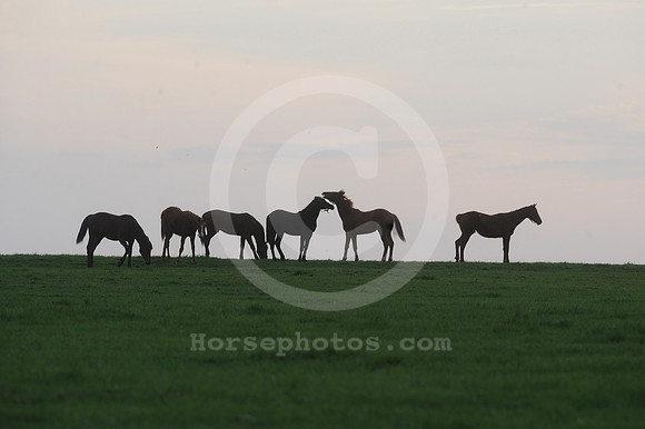 mareandfoal496b