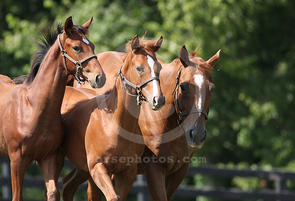 mareandfoal623b
