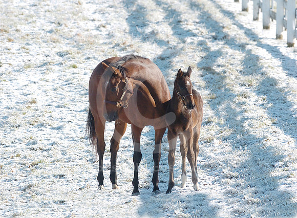 mare_foal_snow10b_hr