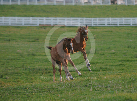 mareandfoal955b