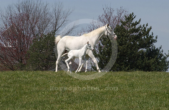 mareandfoal1131b_hr