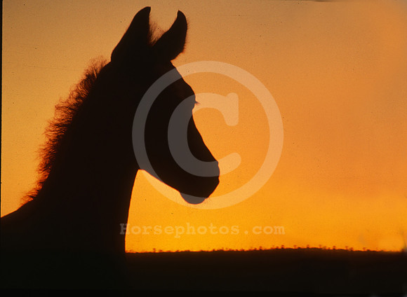 mareandfoal1085