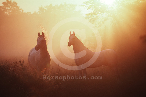 Foggy StallionsEnck
