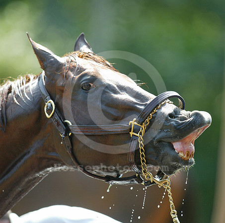 horse_laughing