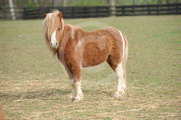 miniaturehorses13_jd