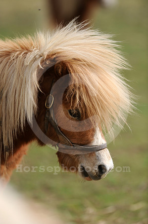 miniaturehorses07_jd