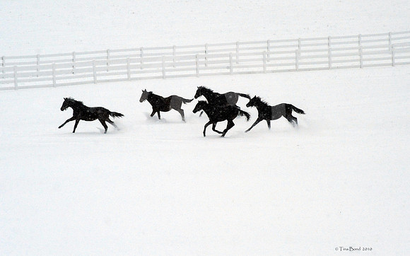 horsesinsnow199