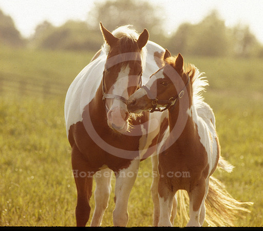 mareandfoal1088