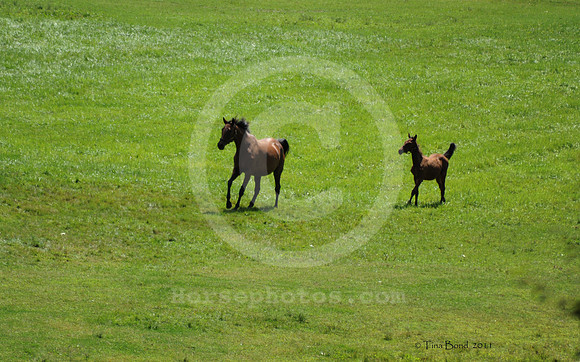 mareandfoal1075