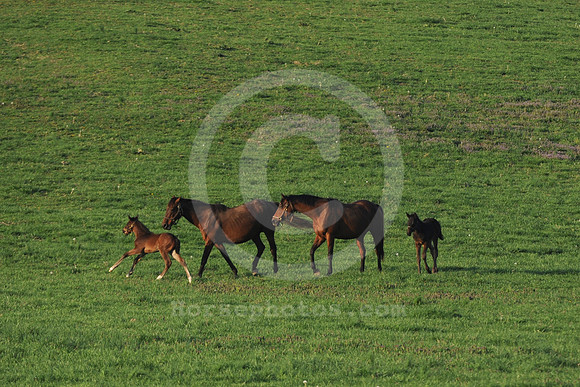 mareandfoal1025_me