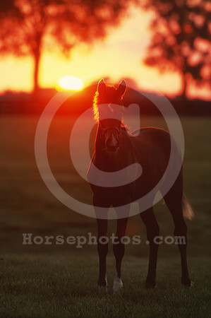 mareandfoal1083