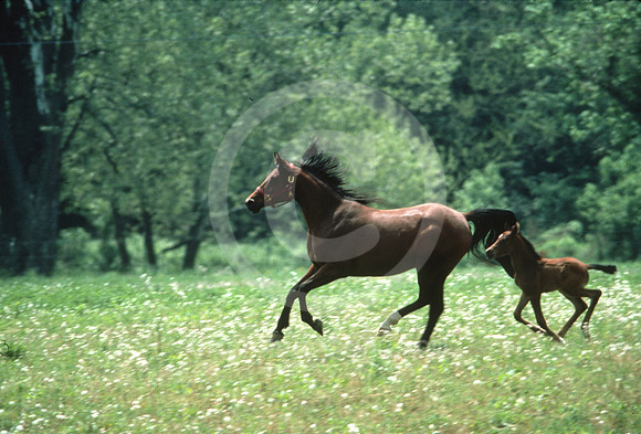mareandfoal1087