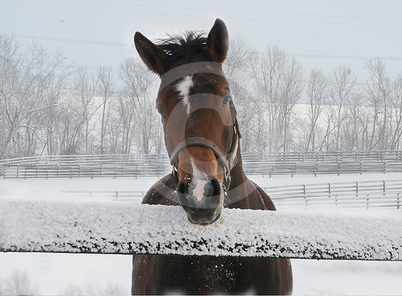 horsesinsnow196_hr